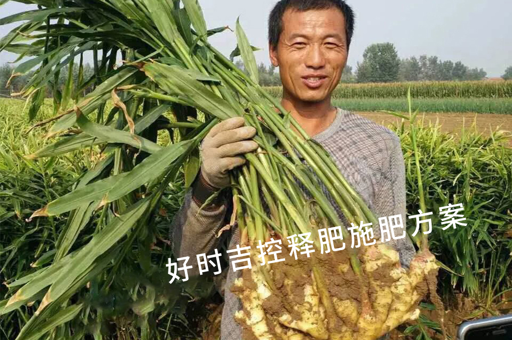 姜農(nóng)滿意，效果杠杠的！